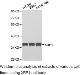 CD177 Antibody