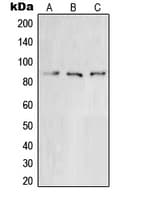Polyclonal Rabbit anti-Human XRCC5 / Ku80 Antibody (C-Terminus, IHC, WB)