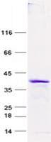 Human FXYD3 Protein (Recombinant GST, N-terminus + His, C-terminus)