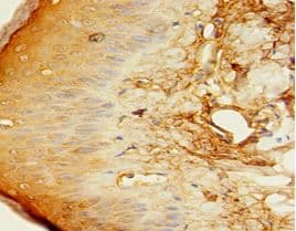 C1QTNF1 / CTRP1 Antibody (aa26-281)