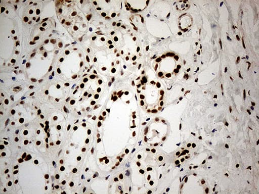 IRF2BP1 Antibody (aa457-584, clone OTI5H7)