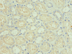 NIX / BNIP3L Antibody (aa1-187)