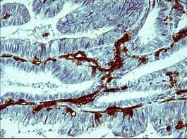 IL-1B / IL-1 Beta Antibody (clone OTI3E1, Carrier-free)