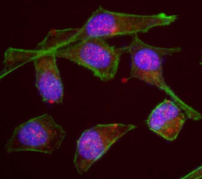 KIF14 Antibody (aa900-950)