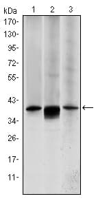 MAP2K6 / MEK6 / MKK6 Antibody (clone 3H12B9)