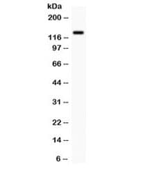 Polyclonal Rabbit anti-Human CDCP1 Antibody (IHC, WB)