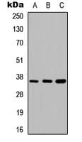 ANXA5 / Annexin V Antibody (Internal)