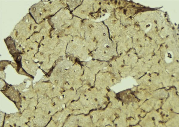 Polyclonal Rabbit anti-Human POLR1B Antibody (IHC, IF, WB)
