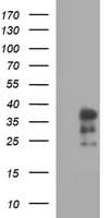IL1A / IL-1 Alpha Antibody (clone OTI2F8)
