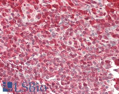 CLP / COTL1 Antibody (Biotin)