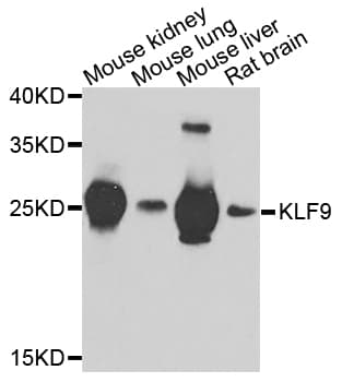 Polyclonal Rabbit anti-Human BTEB / KLF9 Antibody (IHC, IF, WB)