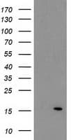 ATP6V1F Antibody (clone OTI1B8, Carrier-free)