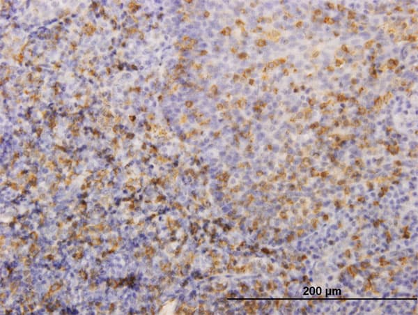 HLA-DRB4 Antibody (clone 4C8)
