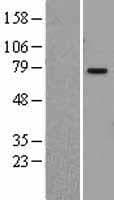 PIAS1 Protein (Over-Expression Lysate Myc-DDK (Flag))