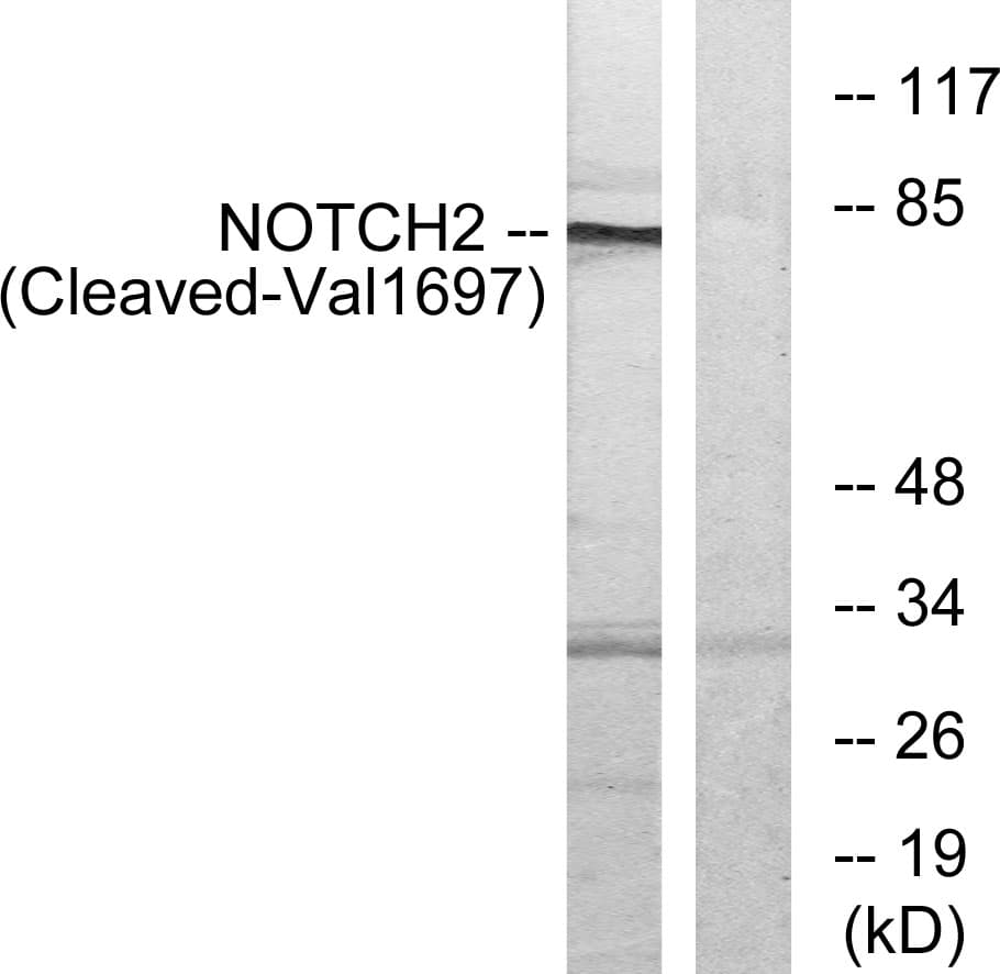 NOTCH2 Antibody (aa1678-1727)