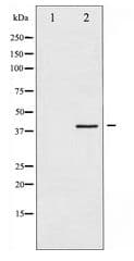 HDAC8 Antibody