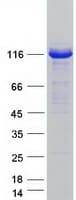 Human UBE1L2 / UBE1L2 Protein (Recombinant Myc-DDK (Flag))