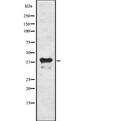 INHBC Antibody