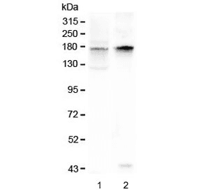 Polyclonal Rabbit anti-Mouse Kv10.1 / KCNH1 Antibody (WB)