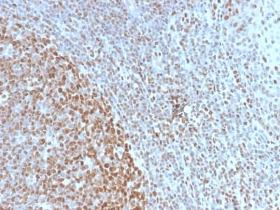 Nuclear Antigen Antibody (clone NM2984R, Azide-free, Carrier-free)