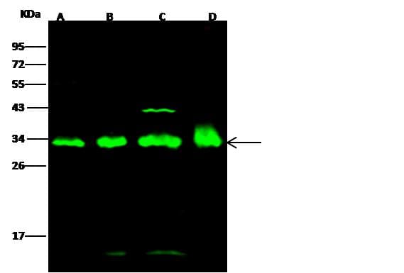 YWHAE / 14-3-3 Epsilon Antibody (Preservative Free)