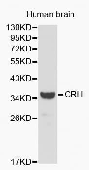 CRH / CRF Antibody