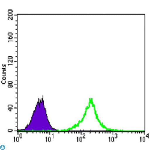 CTNNB1 / Beta Catenin Antibody