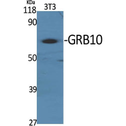 GRB10 Antibody (10-90 aa)