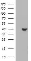 Monoclonal Mouse anti-Human HAUS7 Antibody (clone OTI2E9, WB)