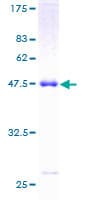 Human OSTF1 / OSF Protein (Recombinant GST)