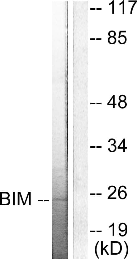 BCL2L11 / BIM Antibody (aa1-50)