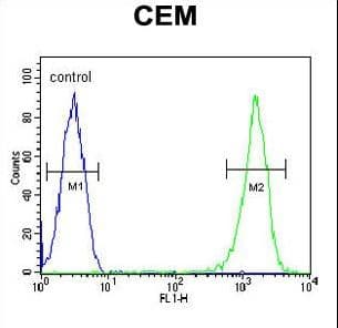 Polyclonal Rabbit anti-Human RCN3 Antibody (aa134-163, WB)