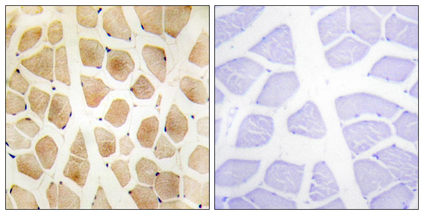 SLK Antibody