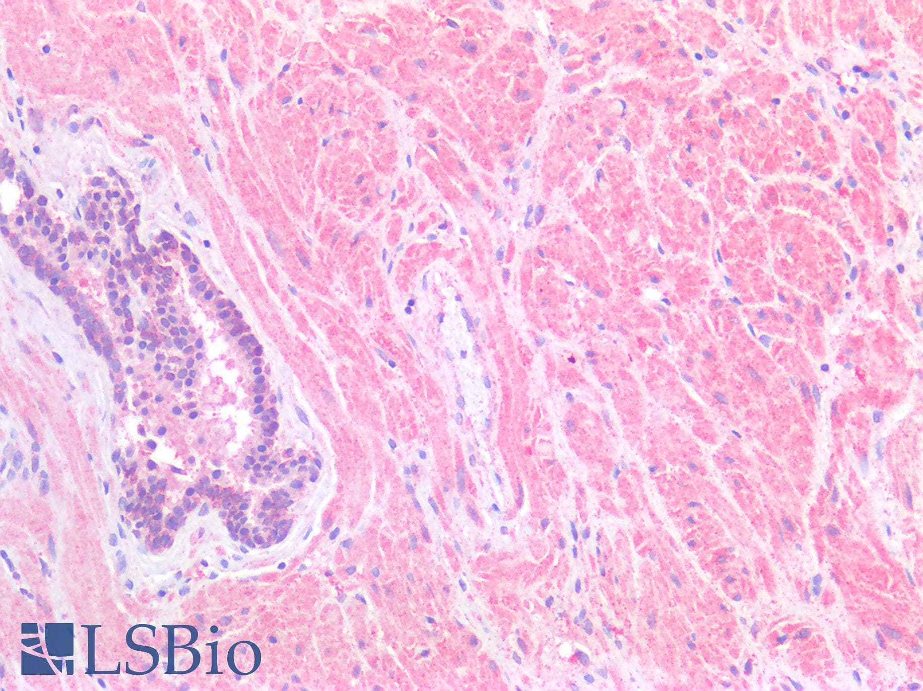 IHC-plus™ CD81 Antibody