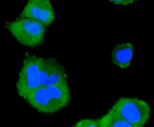 MAPK14 / p38 Antibody