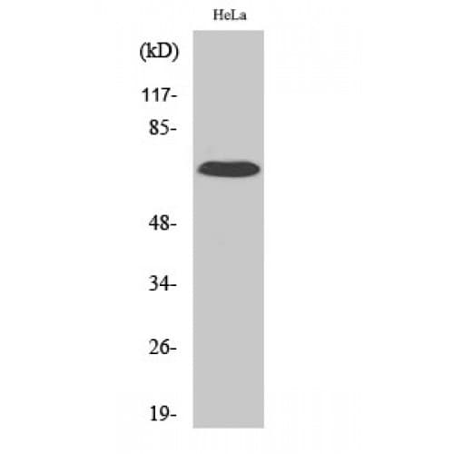 IL17RC Antibody (680-760 aa, C-terminal)