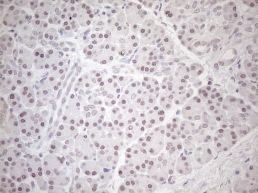 HSF2 Antibody (aa74-324, clone OTI3E1)