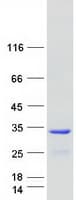Human OSTF1 / OSF Protein (Recombinant Myc-DDK (Flag))