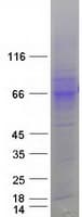 Human SLC7A2 Protein (Recombinant Myc-DDK (Flag))
