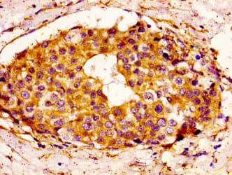 BCL3 / BCL-3 Antibody