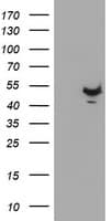 Monoclonal Mouse anti-Human KCNAB1 Antibody (clone OTI6E5, WB)