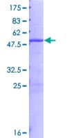 Human COG8 Protein (Recombinant GST)