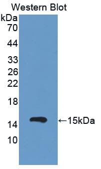Polyclonal Rabbit anti-Mouse CFB / Complement Factor B Antibody (aa474-590, WB)