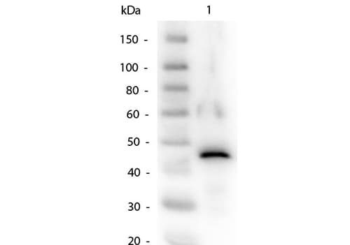 Polyclonal Rabbit anti-Yeast ADH / Alcohol Dehydrogenase Antibody (Lyophilized, WB)