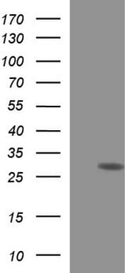 HSCB Antibody (clone OTI2A7, Carrier-free)