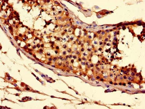 C20orf54 Antibody