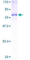 Human ACOT7 / BACH Protein (Recombinant GST)