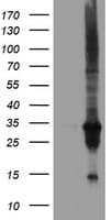 DUPD1 Antibody (clone OTI7E4)