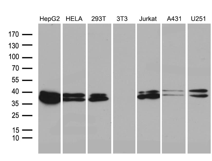 SUGT1 / SGT1 Antibody (clone OTI7D2)