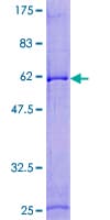 Human EBAG9 / RCAS1 Protein (Recombinant GST)